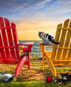 Cat Nap at the Beach