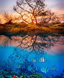 Dawn Over The Reef