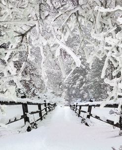 Silent Path in the Snow