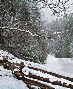 Snowy Fence