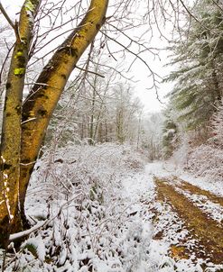 Snowy Trail