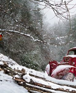 Winter Reds