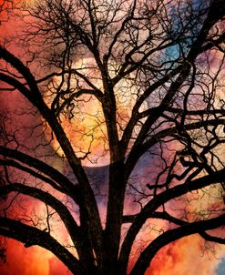 Nature’s Stained Glass
