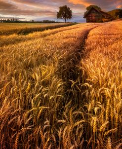 Golden Waves Of Grain