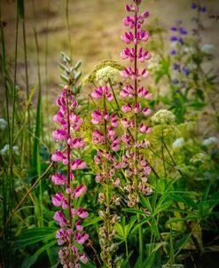 Pretty Wildflowers