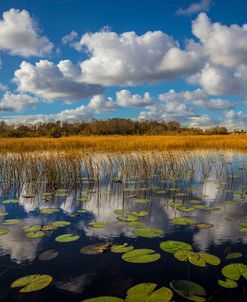 Reflections Over The Marsh