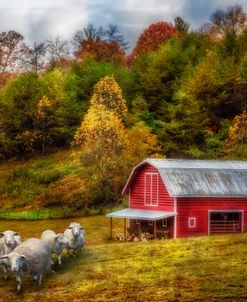 Sheep At The Red Barn In Autumn