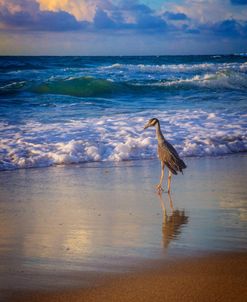 Shorebird