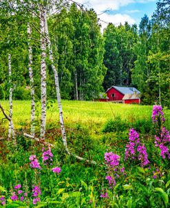 Summer Blooms