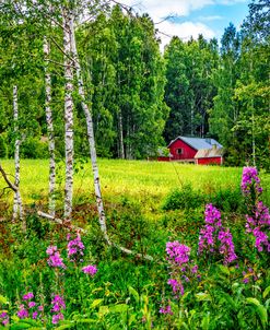 Summer Blooms