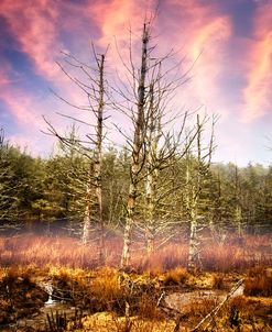 Sunset Over The Forests