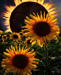 Solar Corona Over The Sunflowers
