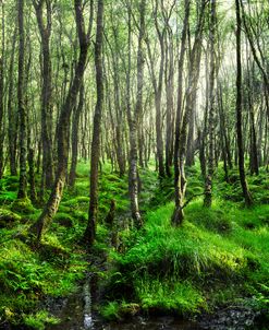 The Beauty Of The Forest