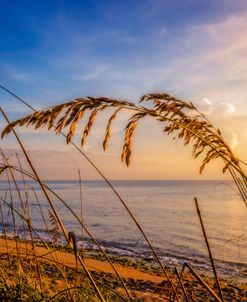 Waving In The Salty Breeze