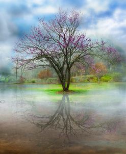 Water Garden