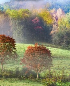 Autumn Dogwoods Panorama