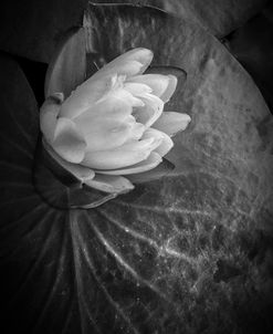 Portrait of a Lily