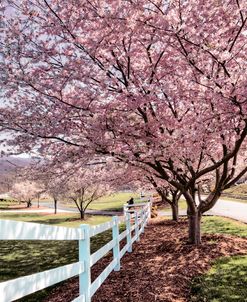 Spring Pink