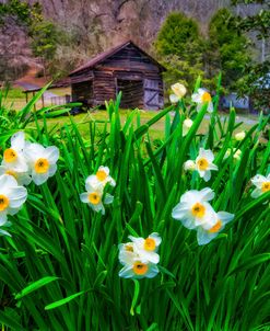 Sunny Daffodils