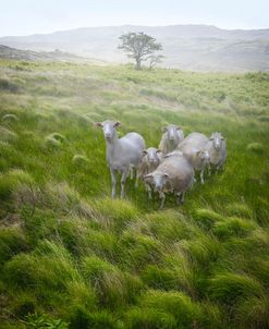 Irish Farmlands