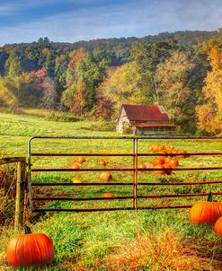 The Pumpkin Patch