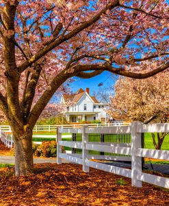 White House Under the Cherry Trees