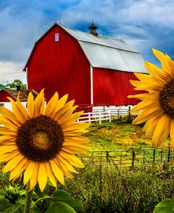 Summer Fields at the Red Barn