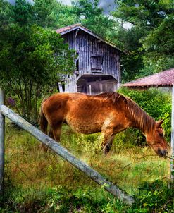 Grazin’ in the Grass