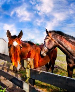 Horses at the Fence