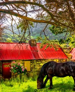 Irish Black Beauty