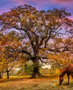 Under the Old Oak Tree