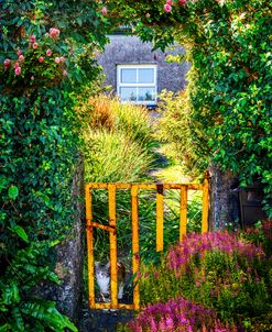 Cat Inside The Gate