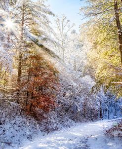 Early Winter’s Walk