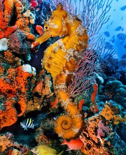 Seahorse At A Magical Reef