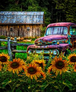 Take Us For A Ride In The Sunflower Patch In Summer Colors