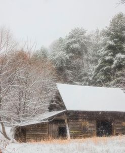 Soft Colors In The Snow