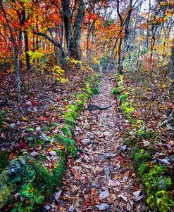 Trail In Autumn Color