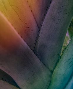 Rainbow Colors in the Garden