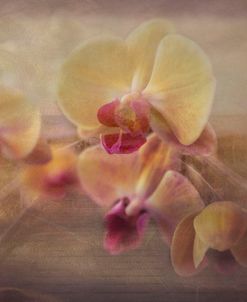 Beach Island Orchids
