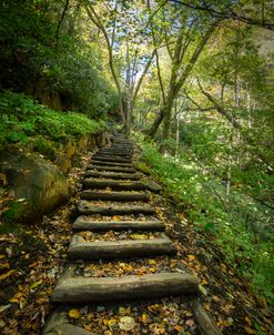 Climb Up Into The Forest