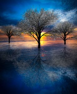 Reflections Of Color With White Trees