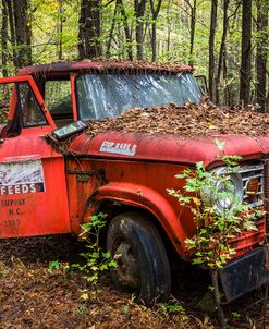 Hanging Out in the Woods Rusty Dodge Pickup Truck