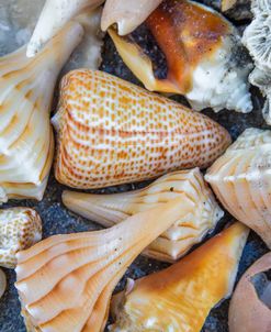 Collection Of Seashells On The Beach II
