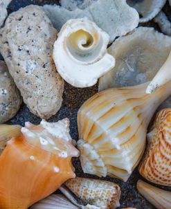 Collection Of Seashells On The Beach III