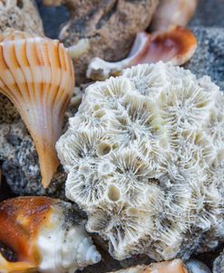 Collection Of Seashells On The Beach IV