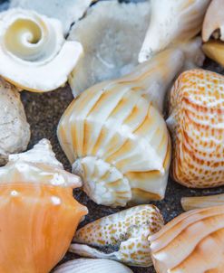Collection Of Seashells On The Beach V