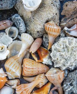 Collection Of Seashells On The Beach