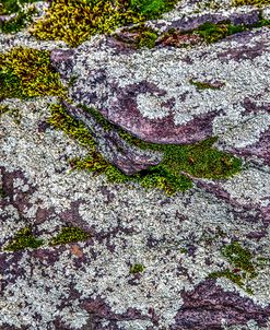 Colorful Forest Lichen