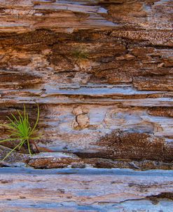 A Bit Of Green In Rock