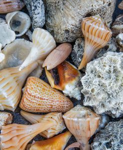 Collection Of Seashells On The Beach I